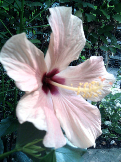Fotografie0878 - Hibiscusi si Bougainvillea