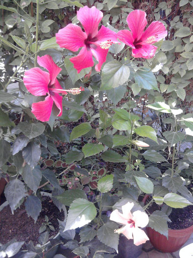 Fotografie1056 - Hibiscusi si Bougainvillea