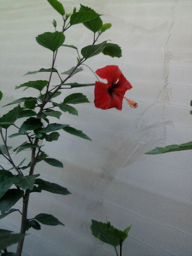 Fotografie1072 - Hibiscusi si Bougainvillea