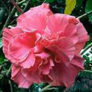hibiscus clasic corai
