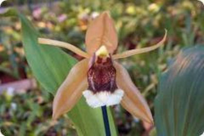 Coelogyne salmonicolor - 1-Orhidee deosebite