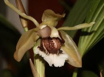 Coelogyne salmonicolor - 1-Orhidee deosebite