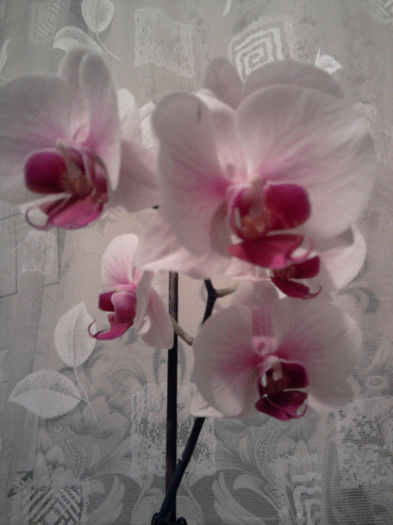 Fotografie0230_001 - Orhidee