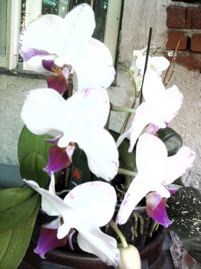Fotografie0295 - Orhidee