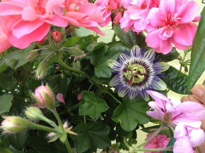 Passiflora Caerulea - balcon 2013