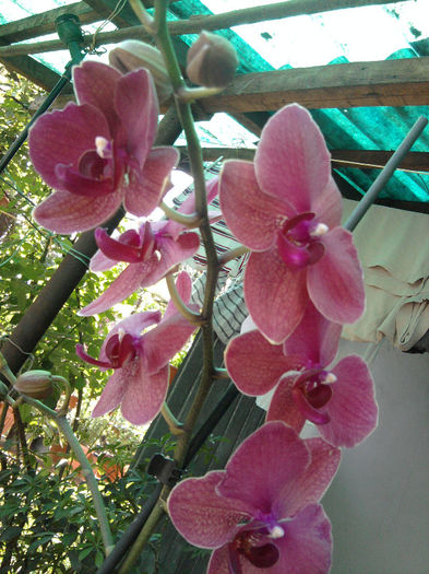 Fotografie0526Palenopsis - Orhidee