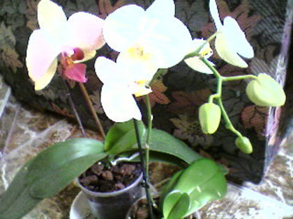 Orhidee Palenopsis