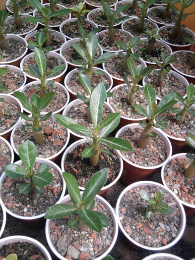 puiuți de adenium