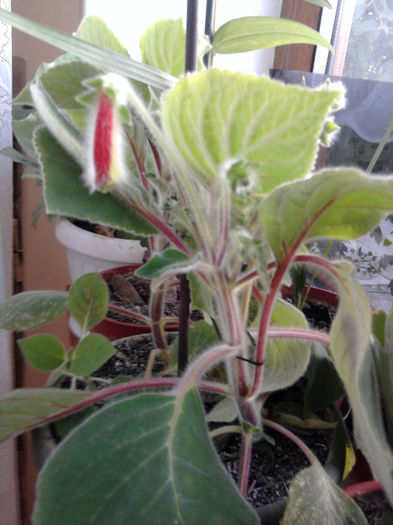 Fotografie0974_001Kolerii