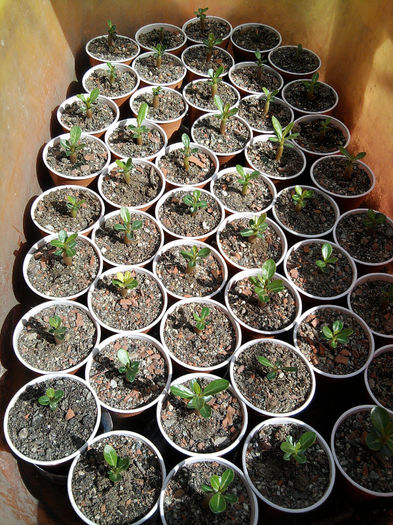 Puiuti de adenium 7 zile - Pepiniera mea