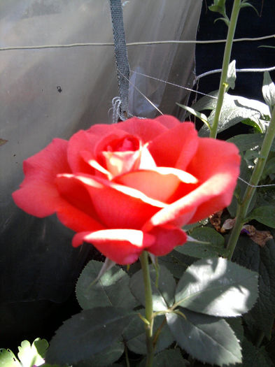 Yakimour-kordes - Trandafirii din gradina
