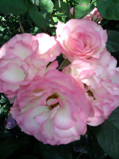 Carmagnole - Trandafirii din gradina