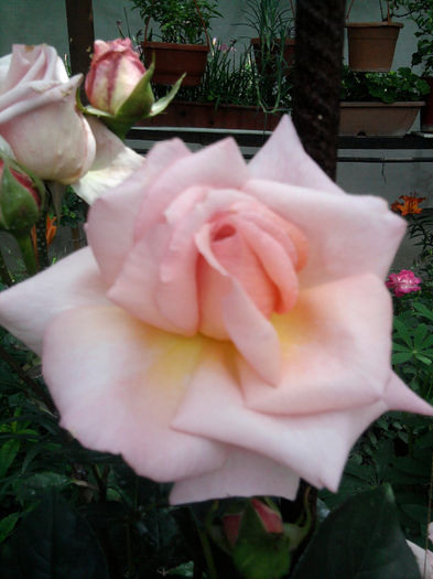 Compassion catarator