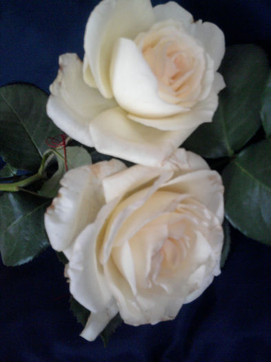 Schneewaltzer catarator