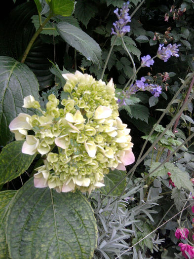 hortensia roz