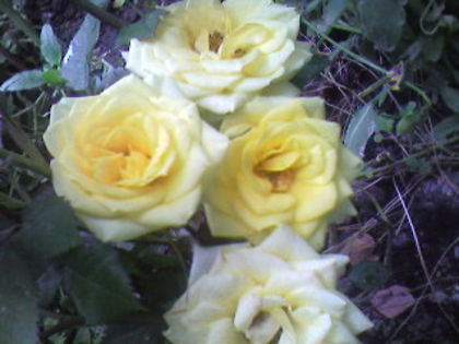 Trandafir miniatur galben