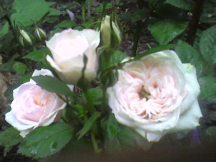 Trandafir miniatur alb - Trandafirii din gradina