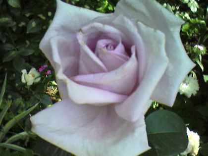 Sissi - Trandafirii din gradina