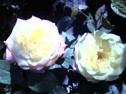 Photo-1071 - Trandafirii din gradina