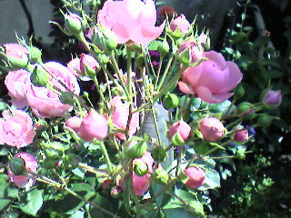 Pomponella-kordes - Trandafirii din gradina