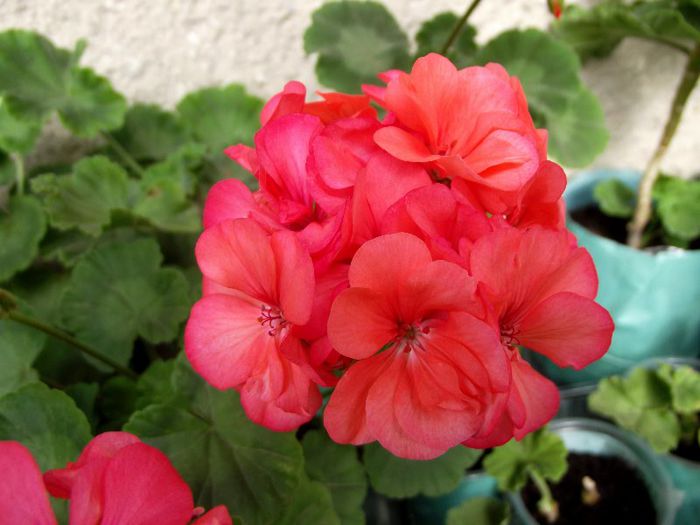 coral pink dublu 2