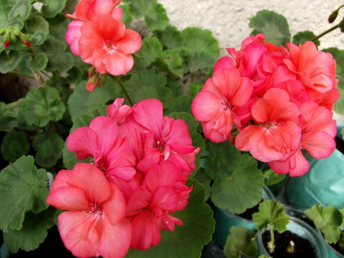 coral pink 5
