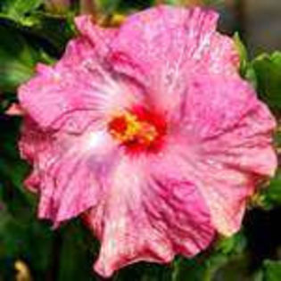 -715001703 - Poze hibiscusi exotici