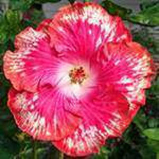 -715002425 - Poze hibiscusi exotici