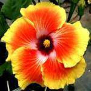 -715002650 - Poze hibiscusi exotici