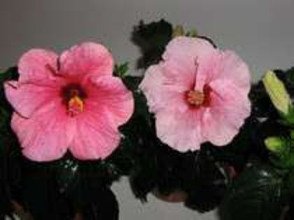 83712494_RAFERVT3 - Poze hibiscusi exotici