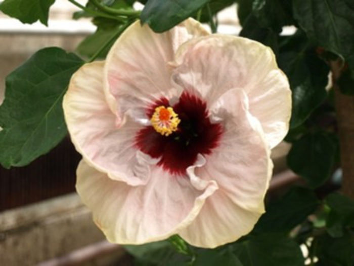 84775084_XFXGIRX3 - Poze hibiscusi exotici