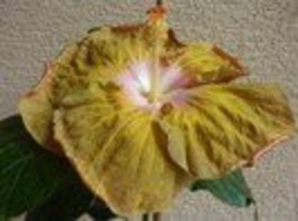 84775089_PHPDTJT3 - Poze hibiscusi exotici