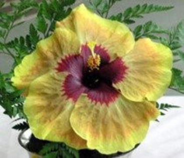 84775090_NJDNYFY3 - Poze hibiscusi exotici