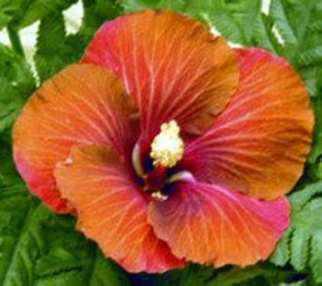 84775091_YZKNEXV3 - Poze hibiscusi exotici