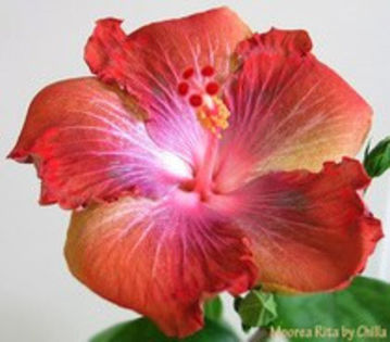 84775099_HVGXMVB3 - Poze hibiscusi exotici