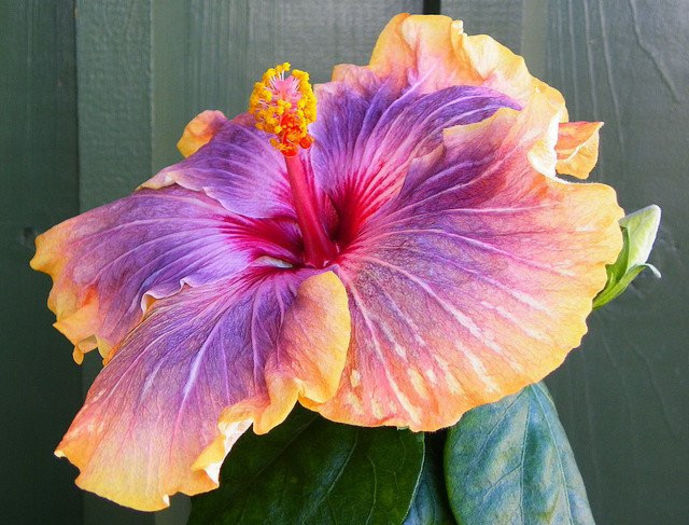 hibi gabriel - Poze hibiscusi exotici