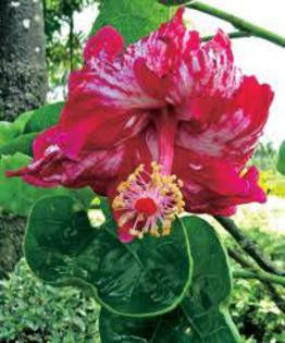 85175984_NYFILHN - Poze hibiscusi exotici
