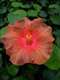 85177182_PDDPYXE - Poze hibiscusi exotici