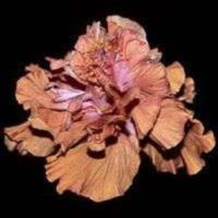 86011291_NBJOTSS3 - Poze hibiscusi exotici