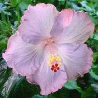 86011296_VZHUBFA - Poze hibiscusi exotici