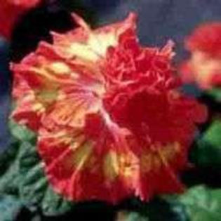 86012188_XTEVSGT3 - Poze hibiscusi exotici