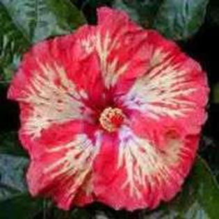 86012736_VRRUOKB3 - Poze hibiscusi exotici