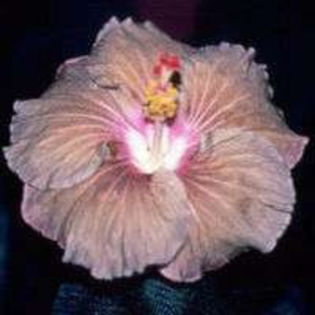 86012738_MUZQKLB3 - Poze hibiscusi exotici