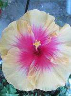 DLfhUf-pLdGb_AbCgoAIwhp - Poze hibiscusi exotici