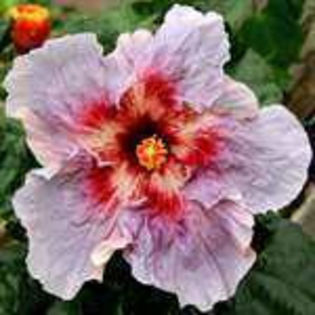 eG-3UbOTOseJ_QbT4YC4Ag_001 - Poze hibiscusi exotici