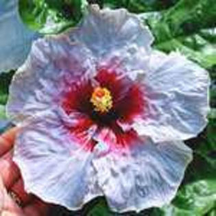 eG-3UbOTOseJ_QbT4YC4Agwhp_001 - Poze hibiscusi exotici