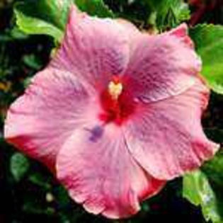 EHC3UbTAI8LD_gaDpYGwAgwhp - Poze hibiscusi exotici