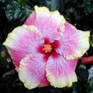 FD1dUfChIMzL1QaYvoDwDQwhp - Poze hibiscusi exotici