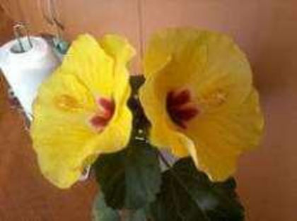 hibiscus boreas. - Poze hibiscusi exotici
