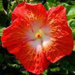 K2q3UfGtPJqK_AblwYGwBw - Poze hibiscusi exotici